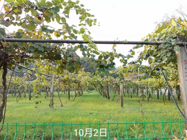 綿竹市遵道鎮棚花村 貴菲家庭農場(chǎng)獼猴桃基地